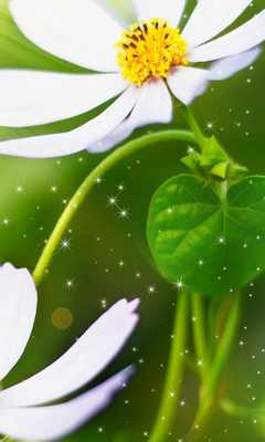 Emulate Android APK Flower Bouquets Wallpapers