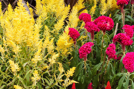 Run android online APK Flower cockscomb nice magic 9687 from MyAndroid or emulate Flower cockscomb nice magic 9687 using MyAndroid Run android online APK Flower cockscomb nice magic 9687 from MyAndroid or emulate Flower cockscomb nice magic 9687 using MyAndroid