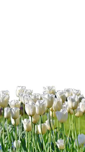 Run android online APK Flowerface from MyAndroid or emulate Flowerface using MyAndroid Run android online APK Flowerface from MyAndroid or emulate Flowerface using MyAndroid