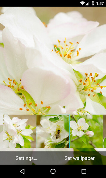 Run android online APK Flowering pear Wallpaper from MyAndroid or emulate Flowering pear Wallpaper using MyAndroid Run android online APK Flowering pear Wallpaper from MyAndroid or emulate Flowering pear Wallpaper using MyAndroid