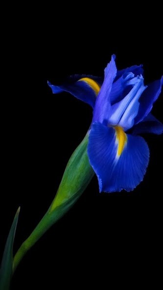 Run android online APK Flower Live Wallpaper 2 HD from MyAndroid or emulate Flower Live Wallpaper 2 HD using MyAndroid