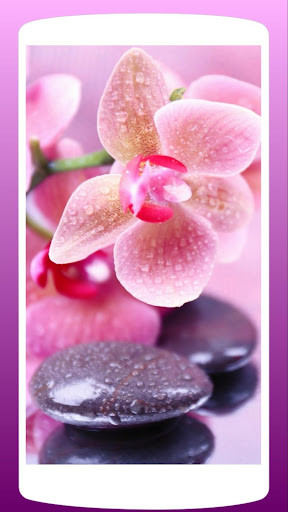 Run android online APK Flower: Orchid Wallpaper HD from MyAndroid or emulate Flower: Orchid Wallpaper HD using MyAndroid