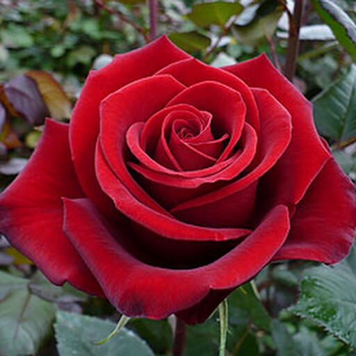 Run android online APK Flower Rose Live Wallpaper from MyAndroid or emulate Flower Rose Live Wallpaper using MyAndroid