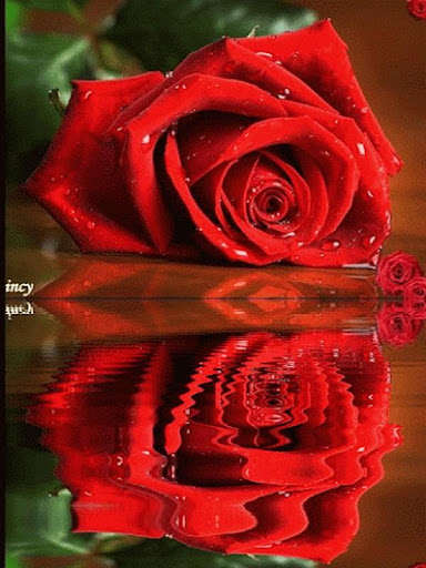 Run android online APK Flowers 2022 Gif from MyAndroid or emulate Flowers 2022 Gif using MyAndroid Run android online APK Flowers 2022 Gif from MyAndroid or emulate Flowers 2022 Gif using MyAndroid