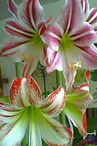 Run android online APK Flowers 777 from MyAndroid or emulate Flowers 777 using MyAndroid