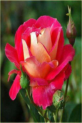 Emulate Android APK Flowers 7 Emulate Android APK Flowers 7