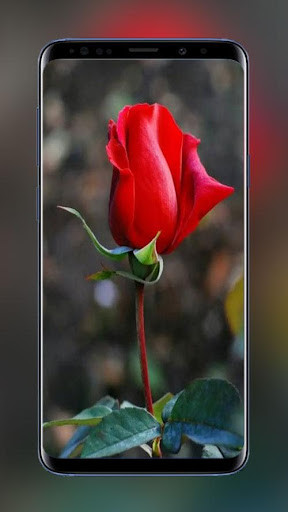 Run android online APK Flowers and Roses Wallpapers For Beautiful Screen from MyAndroid or emulate Flowers and Roses Wallpapers For Beautiful Screen using MyAndroid