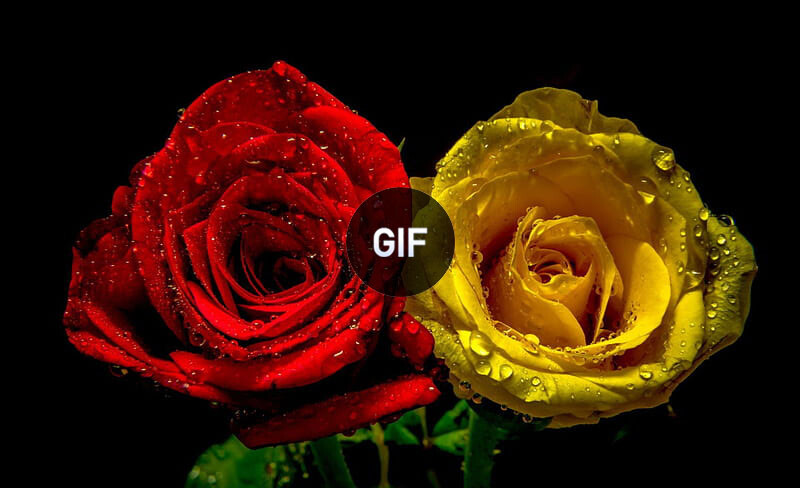 Run android online APK Flowers  Roses Images Gif from MyAndroid or emulate Flowers  Roses Images Gif using MyAndroid