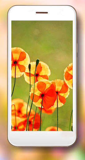 Run android online APK Flowers Summer from MyAndroid or emulate Flowers Summer using MyAndroid Run android online APK Flowers Summer from MyAndroid or emulate Flowers Summer using MyAndroid