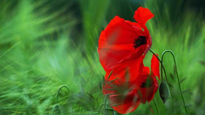 Emulate Android APK Flowers. Two shades of red Emulate Android APK Flowers. Two shades of red