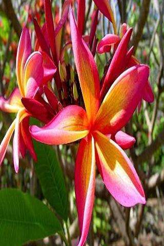 Run android online APK Flowers v from MyAndroid or emulate Flowers v using MyAndroid