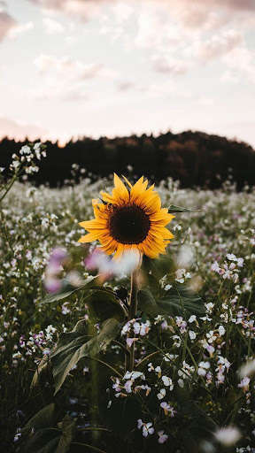 Run android online APK flowers wallpaper 2021 from MyAndroid or emulate flowers wallpaper 2021 using MyAndroid Run android online APK flowers wallpaper 2021 from MyAndroid or emulate flowers wallpaper 2021 using MyAndroid