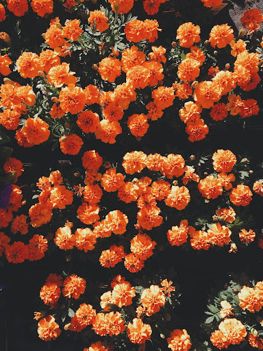 Run android online APK Flowers Wallpaper App from MyAndroid or emulate Flowers Wallpaper App using MyAndroid Run android online APK Flowers Wallpaper App from MyAndroid or emulate Flowers Wallpaper App using MyAndroid