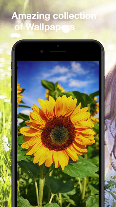 Run android online APK Flowers Wallpapers HD from MyAndroid or emulate Flowers Wallpapers HD using MyAndroid