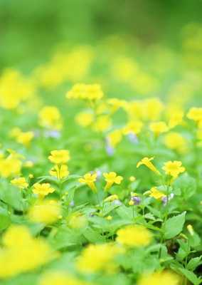 Emulate Android APK Flowers WNR Wallpaper Emulate Android APK Flowers WNR Wallpaper