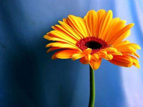 Run android online APK Flower Wallpapers 18 from MyAndroid or emulate Flower Wallpapers 18 using MyAndroid