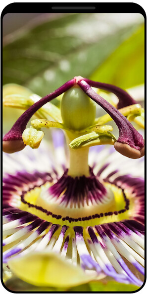 Run android online APK Flower Wallpapers - HD 4K from MyAndroid or emulate Flower Wallpapers - HD 4K using MyAndroid Run android online APK Flower Wallpapers - HD 4K from MyAndroid or emulate Flower Wallpapers - HD 4K using MyAndroid