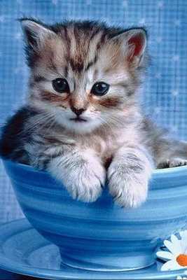 Emulate Android APK Fluffy Kittens Puzzle