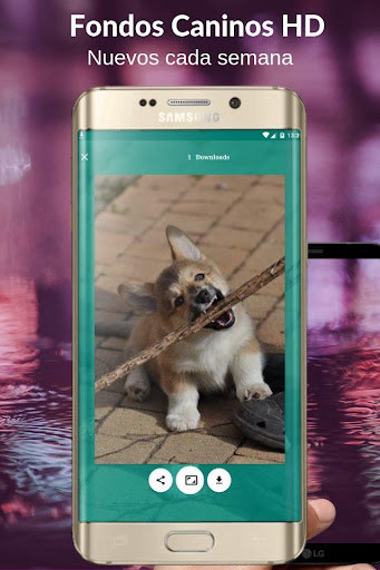 Run android online APK Fondos Caninos HD from MyAndroid or emulate Fondos Caninos HD using MyAndroid Run android online APK Fondos Caninos HD from MyAndroid or emulate Fondos Caninos HD using MyAndroid