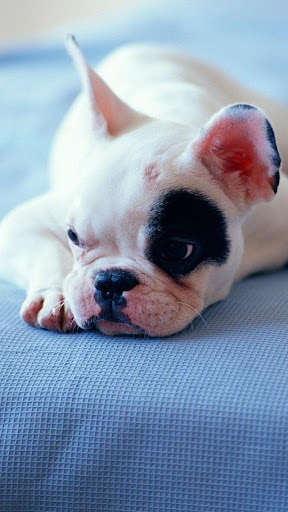 Run android online APK Fondos de Pantalla Perros from MyAndroid or emulate Fondos de Pantalla Perros using MyAndroid