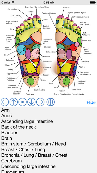 Run android online APK Foot Reflexology Chart from MyAndroid or emulate Foot Reflexology Chart using MyAndroid Run android online APK Foot Reflexology Chart from MyAndroid or emulate Foot Reflexology Chart using MyAndroid