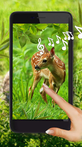 Run android online APK Forest Animals Baby from MyAndroid or emulate Forest Animals Baby using MyAndroid Run android online APK Forest Animals Baby from MyAndroid or emulate Forest Animals Baby using MyAndroid