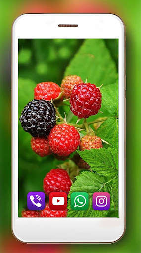 Run android online APK Forest Berries and Mushrooms from MyAndroid or emulate Forest Berries and Mushrooms using MyAndroid Run android online APK Forest Berries and Mushrooms from MyAndroid or emulate Forest Berries and Mushrooms using MyAndroid