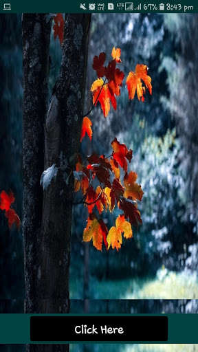 Run android online APK Forest HD Wallpaper 2021-JS from MyAndroid or emulate Forest HD Wallpaper 2021-JS using MyAndroid