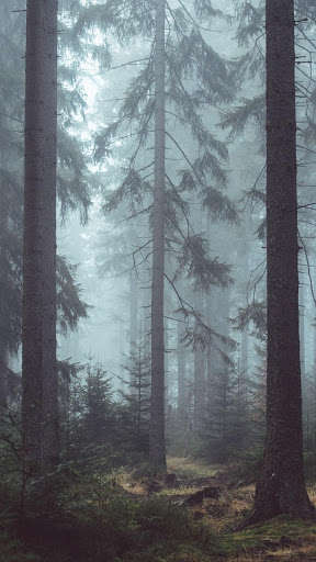 Run android online APK Forest Lock Screen from MyAndroid or emulate Forest Lock Screen using MyAndroid