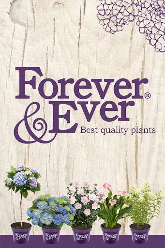 Run android online APK Forever&Ever from MyAndroid or emulate Forever&Ever using MyAndroid