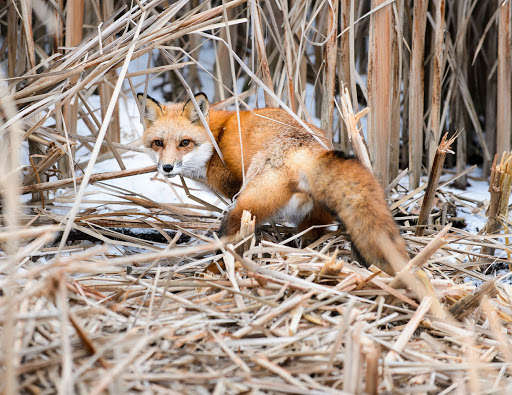 Run android online APK Fox Wallpapers 2021 from MyAndroid or emulate Fox Wallpapers 2021 using MyAndroid