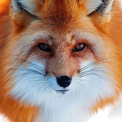 Emulate Android APK FOX Wallpapers v1 Emulate Android APK FOX Wallpapers v1