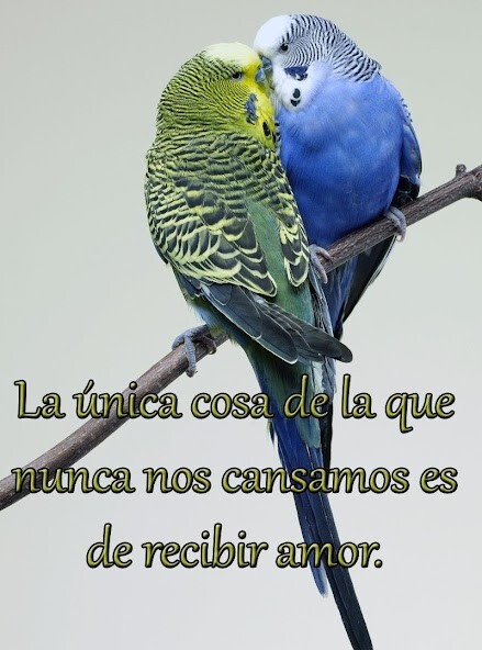 Run android online APK Frases de Reflexion de Amor from MyAndroid or emulate Frases de Reflexion de Amor using MyAndroid