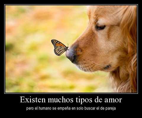 Emulate Android APK Frases tiernas con imagenes Emulate Android APK Frases tiernas con imagenes