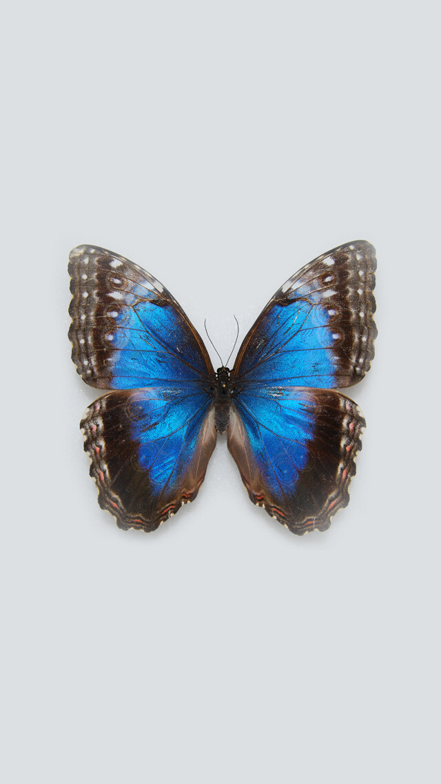 Emulate iPhone app Free Books Butterfly for iBooks using MyAndroid