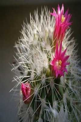 Emulate Android APK Free Cactus Images