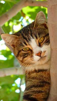 Emulate Android APK free cat backgrounds Emulate Android APK free cat backgrounds