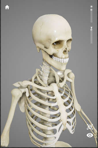 Run android online APK Free human anatomy atlas for everyone from MyAndroid or emulate Free human anatomy atlas for everyone using MyAndroid