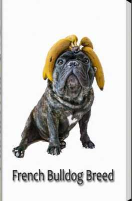 Emulate Android APK French bulldog Breed Emulate Android APK French bulldog Breed