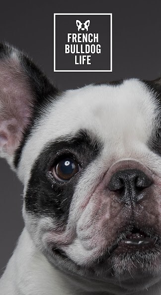 Run android online APK French Bulldog Life【フレンチブルドッグラ from MyAndroid or emulate French Bulldog Life【フレンチブルドッグラ using MyAndroid Run android online APK French Bulldog Life【フレンチブルドッグラ from MyAndroid or emulate French Bulldog Life【フレンチブルドッグラ using MyAndroid