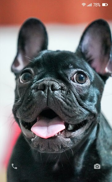 Run android online APK French bulldog puppies from MyAndroid or emulate French bulldog puppies using MyAndroid Run android online APK French bulldog puppies from MyAndroid or emulate French bulldog puppies using MyAndroid