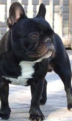 Emulate Android APK French Bulldogs HD Wallpapers Emulate Android APK French Bulldogs HD Wallpapers