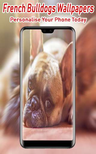 Run android online APK French Bulldogs Wallpapers from MyAndroid or emulate French Bulldogs Wallpapers using MyAndroid Run android online APK French Bulldogs Wallpapers from MyAndroid or emulate French Bulldogs Wallpapers using MyAndroid