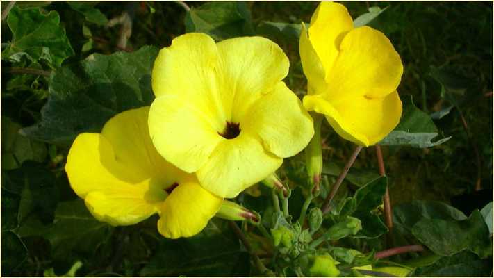 Emulate Android APK Fresh Flowers Images