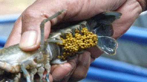 Run android online APK freshwater lobster cultivation from MyAndroid or emulate freshwater lobster cultivation using MyAndroid