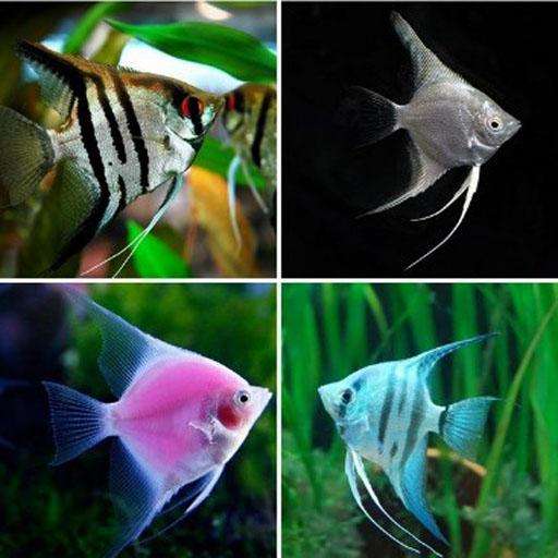 Emulate Android APK Freshwater Ornamental Fish