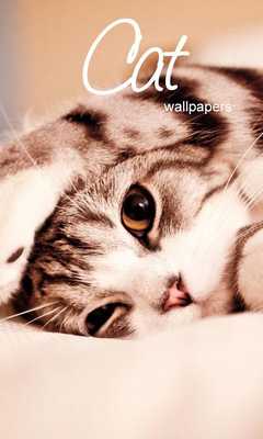 Emulate Android APK Friend Cat Wallpapers Emulate Android APK Friend Cat Wallpapers