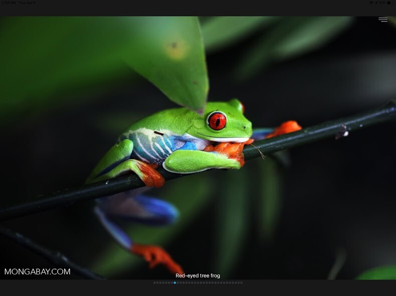 Run android online APK Frog SlideShow from MyAndroid or emulate Frog SlideShow using MyAndroid Run android online APK Frog SlideShow from MyAndroid or emulate Frog SlideShow using MyAndroid