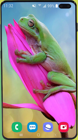 Run android online APK Frog Wallpaper HD from MyAndroid or emulate Frog Wallpaper HD using MyAndroid