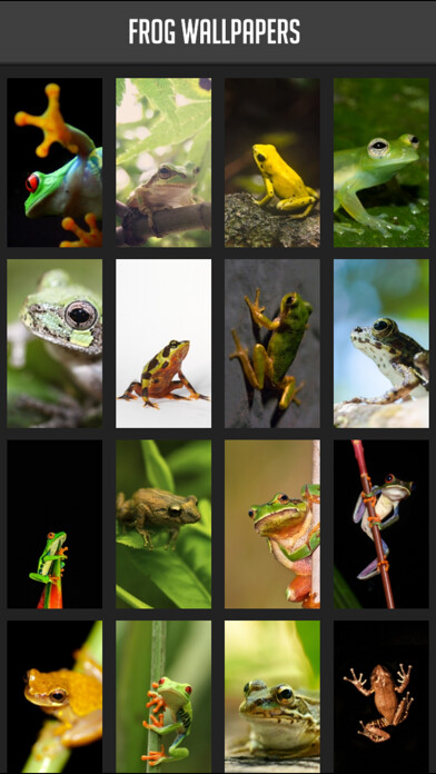 Emulate iPhone app Frog Wallpapers using MyAndroid Emulate iPhone app Frog Wallpapers using MyAndroid